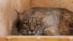 Un lynx ibérique né à Silves est le premier localisé dans les Pyrénées.