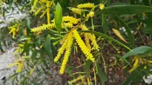 Une étude montre qu'agir tôt contre les acacias envahissants est essentiel.