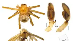 Une nouvelle espèce d'araignée a été identifiée dans la péninsule Ibérique.