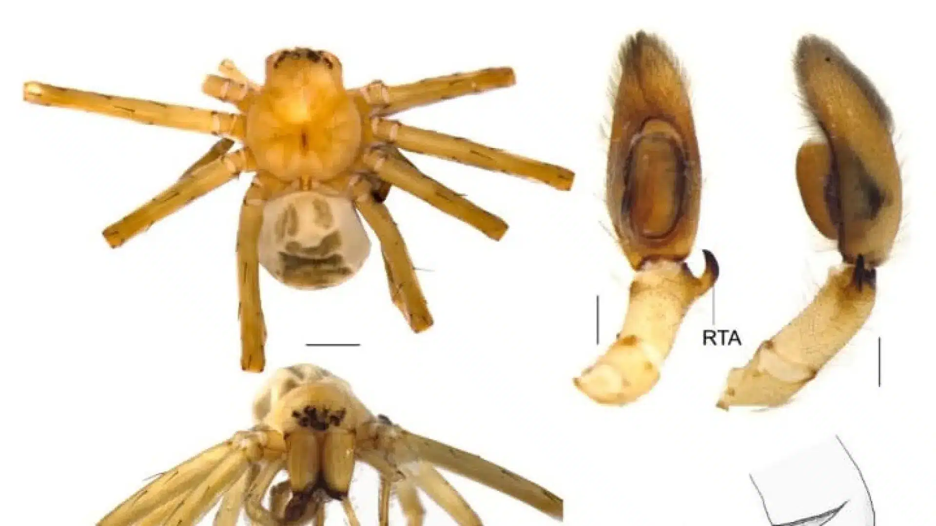 Une nouvelle espèce d'araignée a été identifiée dans la péninsule Ibérique.