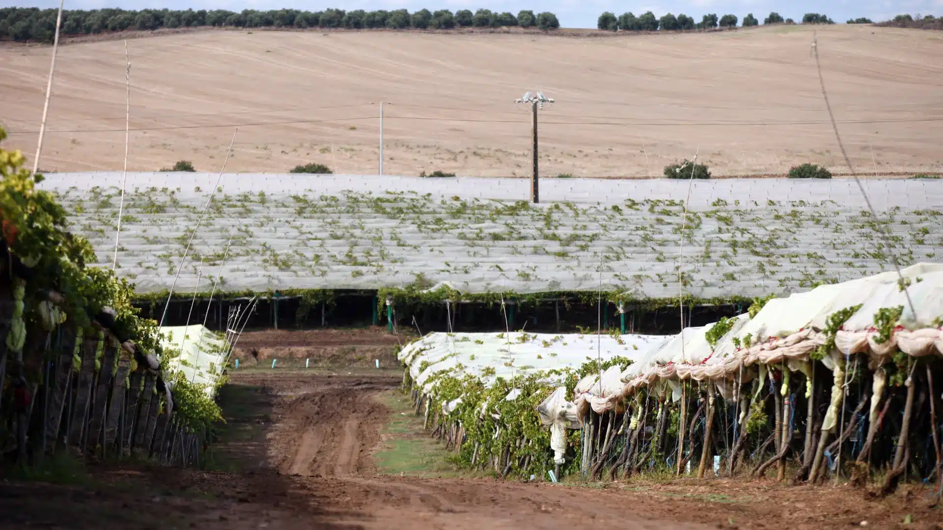 Viticulteurs de l'Alentejo avec une baisse moyenne de production de 30 %