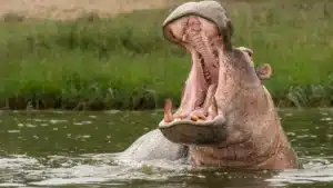 Voici l'objet le plus ancien fabriqué en ivoire d'hippopotame dans la péninsule Ibérique.