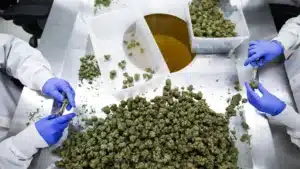 À l'intérieur de l'une des plus grandes entreprises de cannabis médicinal au monde