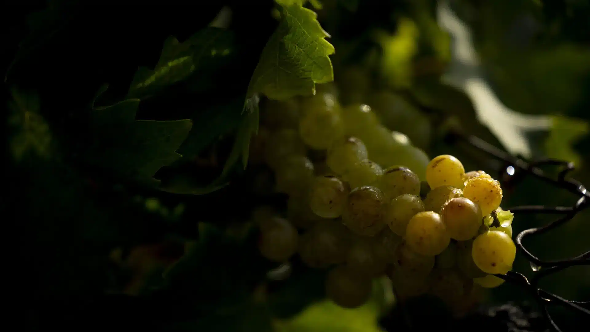 Aide approuvée pour le raisin pour 2 024 viticulteurs du Douro.