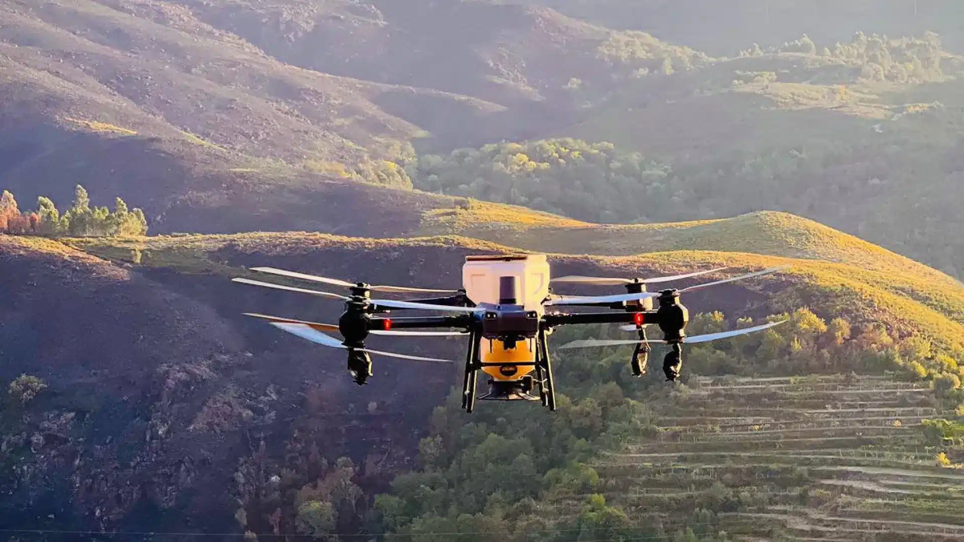 Après les incendies, des graines donnent de "l'espoir" au Gerês (et des drones ont aidé)