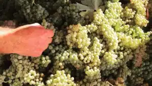 ASAE saisit 4 tonnes de raisins qui allaient 'adulterer' des vins du Douro