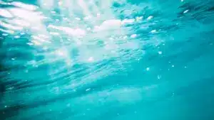 Au moins 200 poissons morts trouvés dans le réservoir alentejan du Roxo.