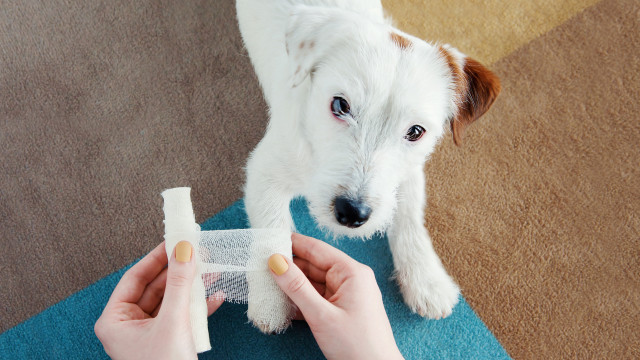 Ce que doit inclure la trousse de premiers secours pour animaux de compagnie