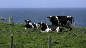 Cristina Ataíde crée une sculpture en hommage aux producteurs de lait açoriens.