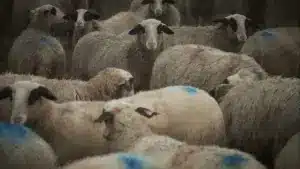 Des loups attaquent dans la commune de Miranda do Douro et tuent sept ovins.
