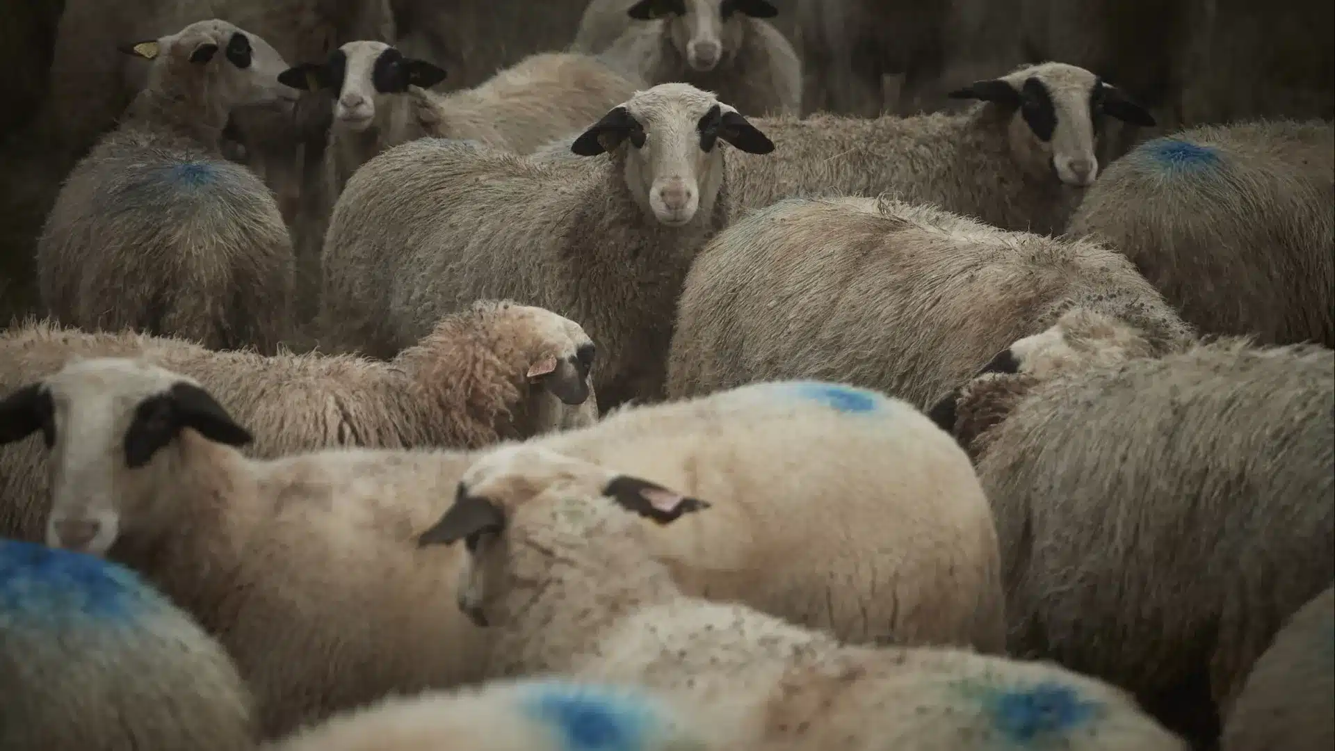 Des loups attaquent dans la commune de Miranda do Douro et tuent sept ovins.