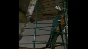 Des suspects de trafic de drogue avaient 17 oiseaux exotiques volés. Il y a une vidéo.