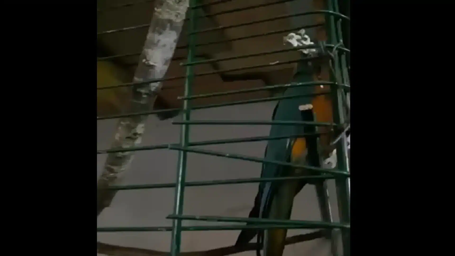 Des suspects de trafic de drogue avaient 17 oiseaux exotiques volés. Il y a une vidéo.