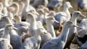 Entreprise accusée de maltraitance envers les canards n'aura des animaux qu'après une enquête.