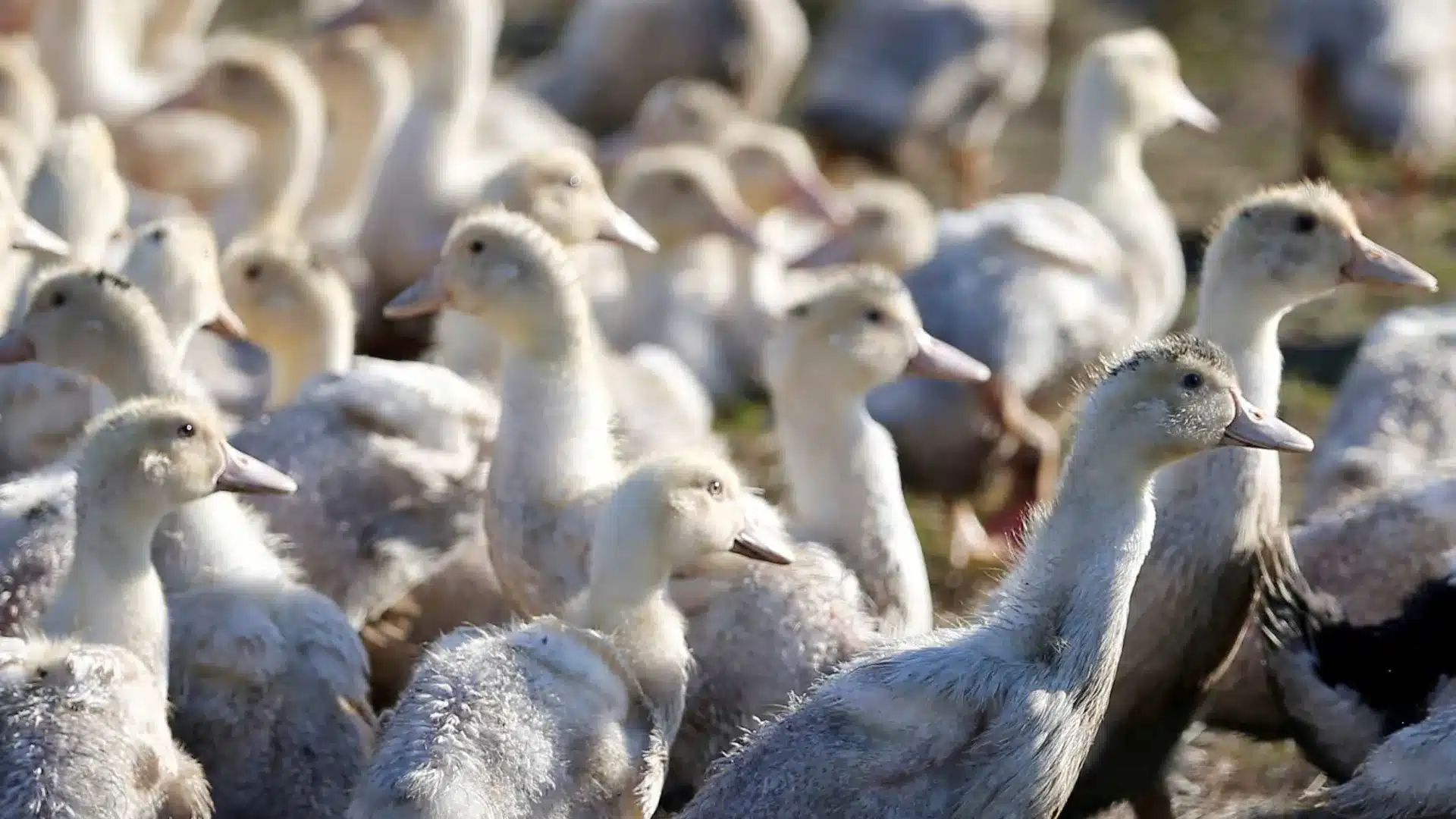 Entreprise accusée de maltraitance envers les canards n'aura des animaux qu'après une enquête.