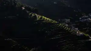 Face à un contexte d'incertitude, les viticulteurs du Douro demandent de la "dignité".