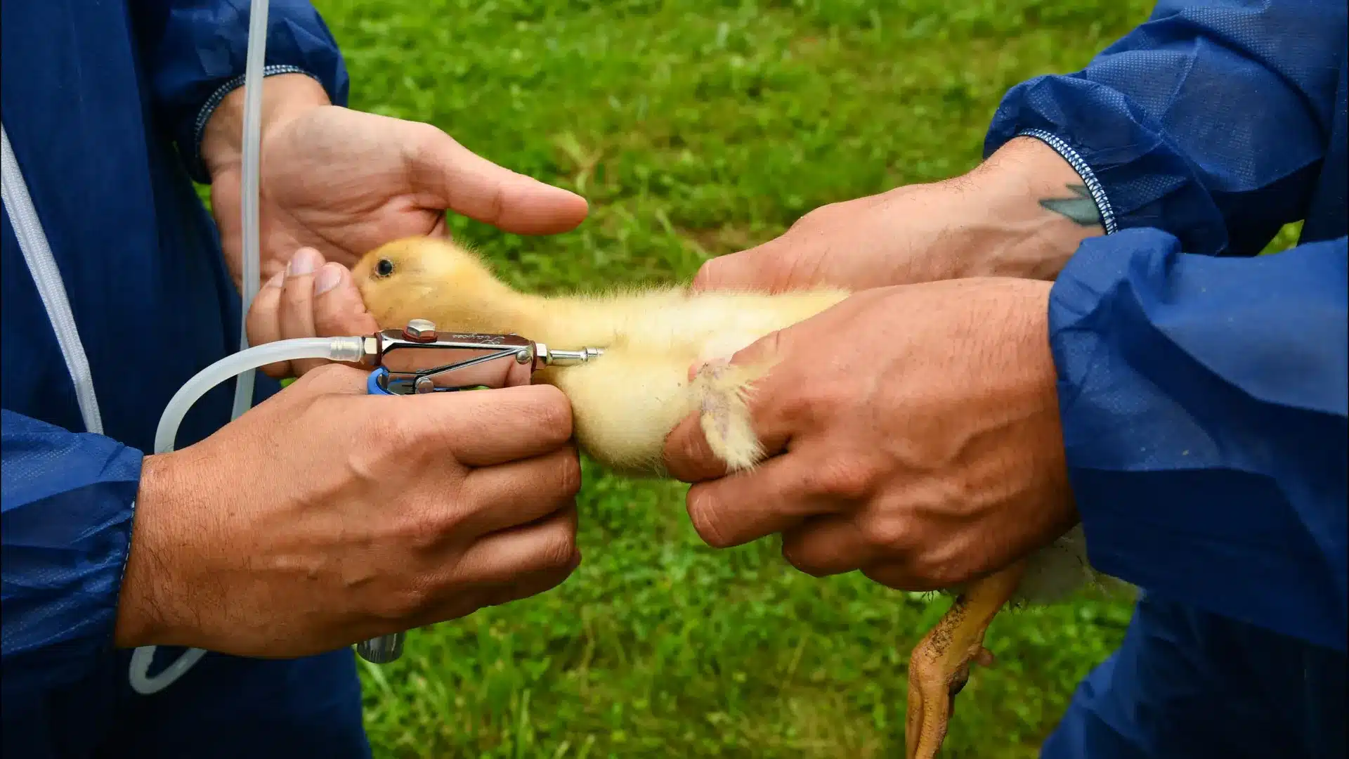 Grippe aviaire confirmée à Benavente, Cascais et Aveiro