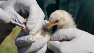 Grippe aviaire détectée sur l'île de Madère