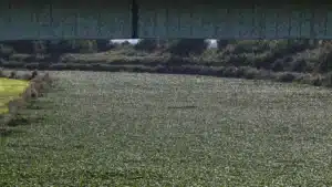 Il y a une nouvelle moissonneuse à Águeda pour nettoyer la pâture des jacinthes d'eau.