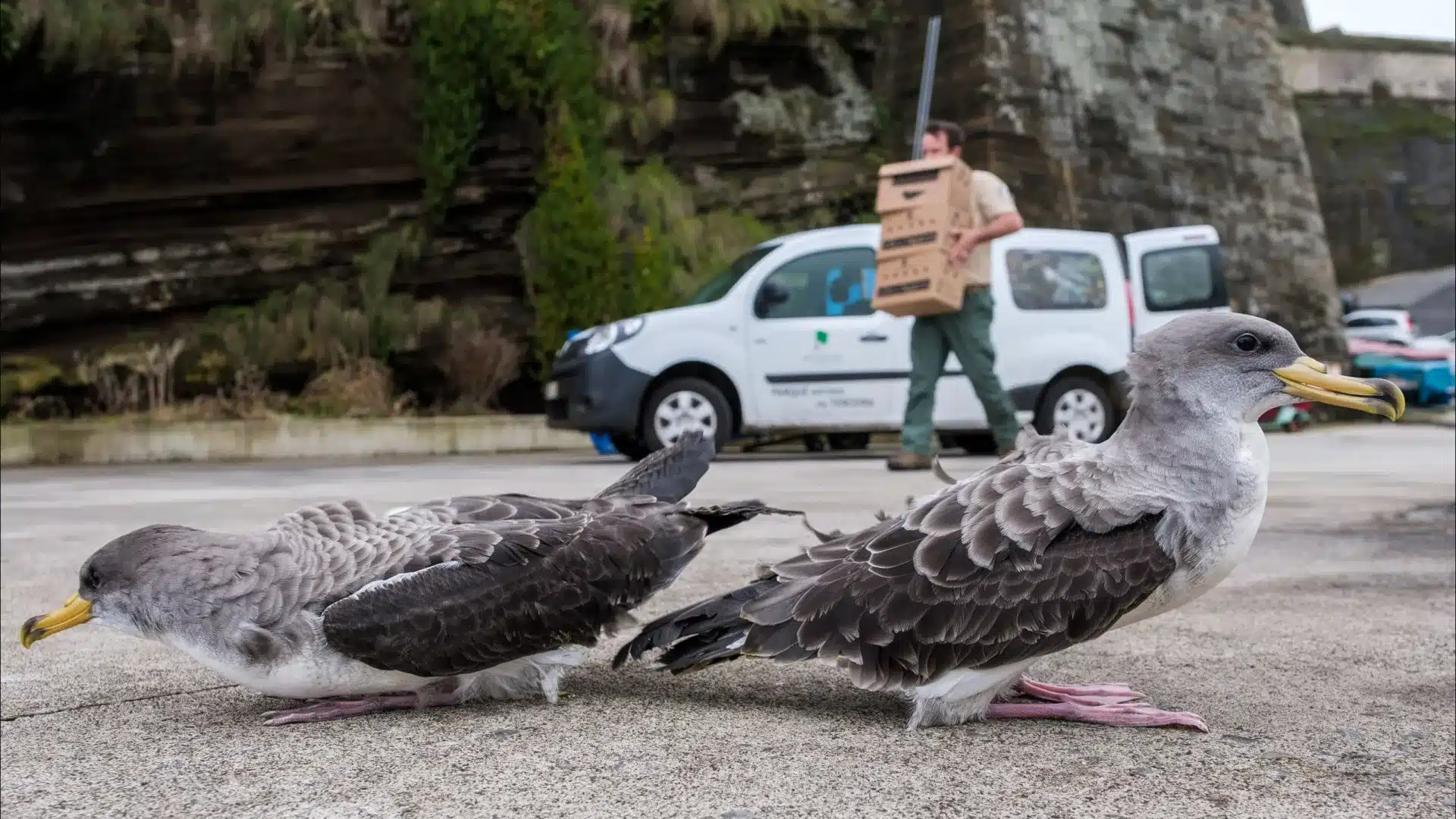 La campagne a déjà sauvé plus de 100 000 puffins cendrés aux Açores depuis 1995.
