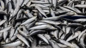 La sardine se rétablit et les débarquements atteignent 32 000 tonnes.