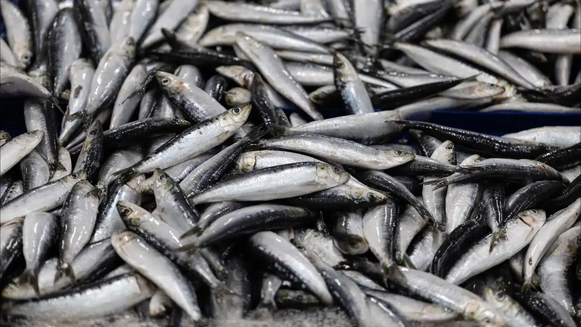 La sardine se rétablit et les débarquements atteignent 32 000 tonnes.