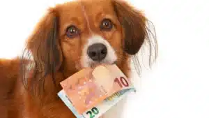 Le gouvernement offre un soutien pour prendre soin des animaux : Pour qui ? Qu'est-ce que cela couvre ?