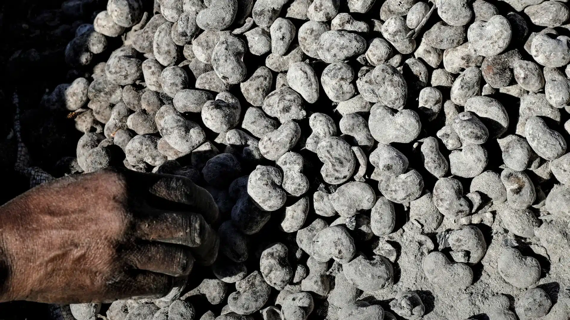 Le Mozambique maintient le prix de référence de la noix de cajou à 45 meticais.