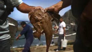 Le Portugal a utilisé 95% du quota : La pêche de la baudroie sera interdite.
