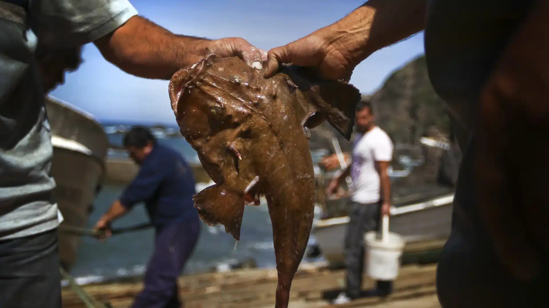 Le Portugal a utilisé 95% du quota : La pêche de la baudroie sera interdite.