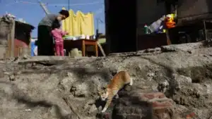 Le risque de pauvreté touche presque tous les enfants Roms portugais.