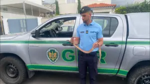 Le Service de Protection de la Nature de la GNR saisit un serpent illégal à Madère.