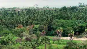 Le tourisme représente 11 % du PIB de São Tomé-et-Principe.