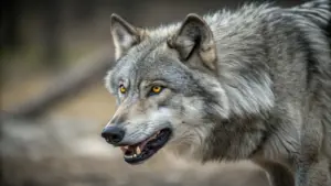 Les loups tuent trois moutons et en laissent sept blessés à Vimioso.