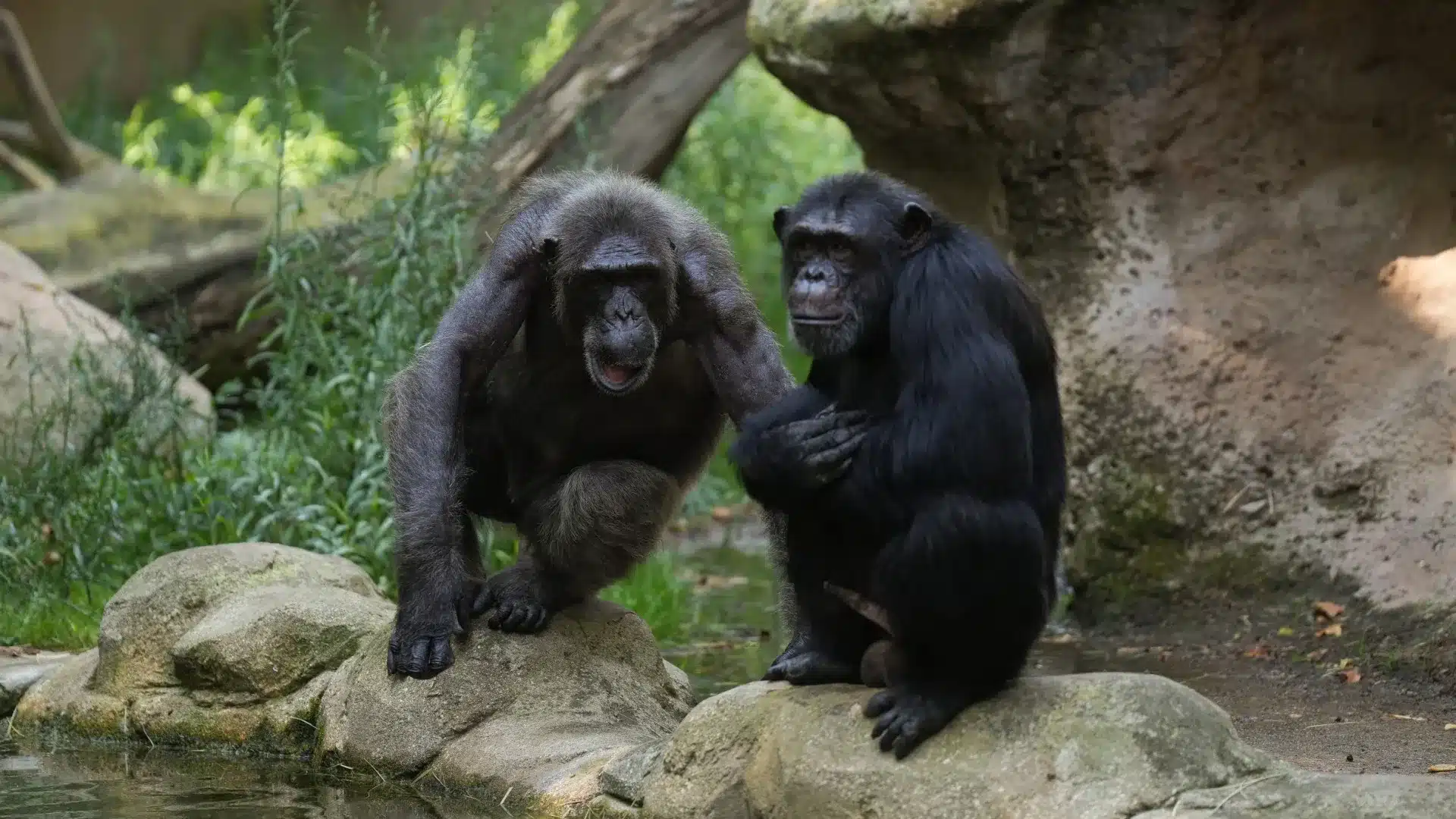 Les scientifiques découvrent que les chimpanzés peuvent prendre des "décisions rationnelles".
