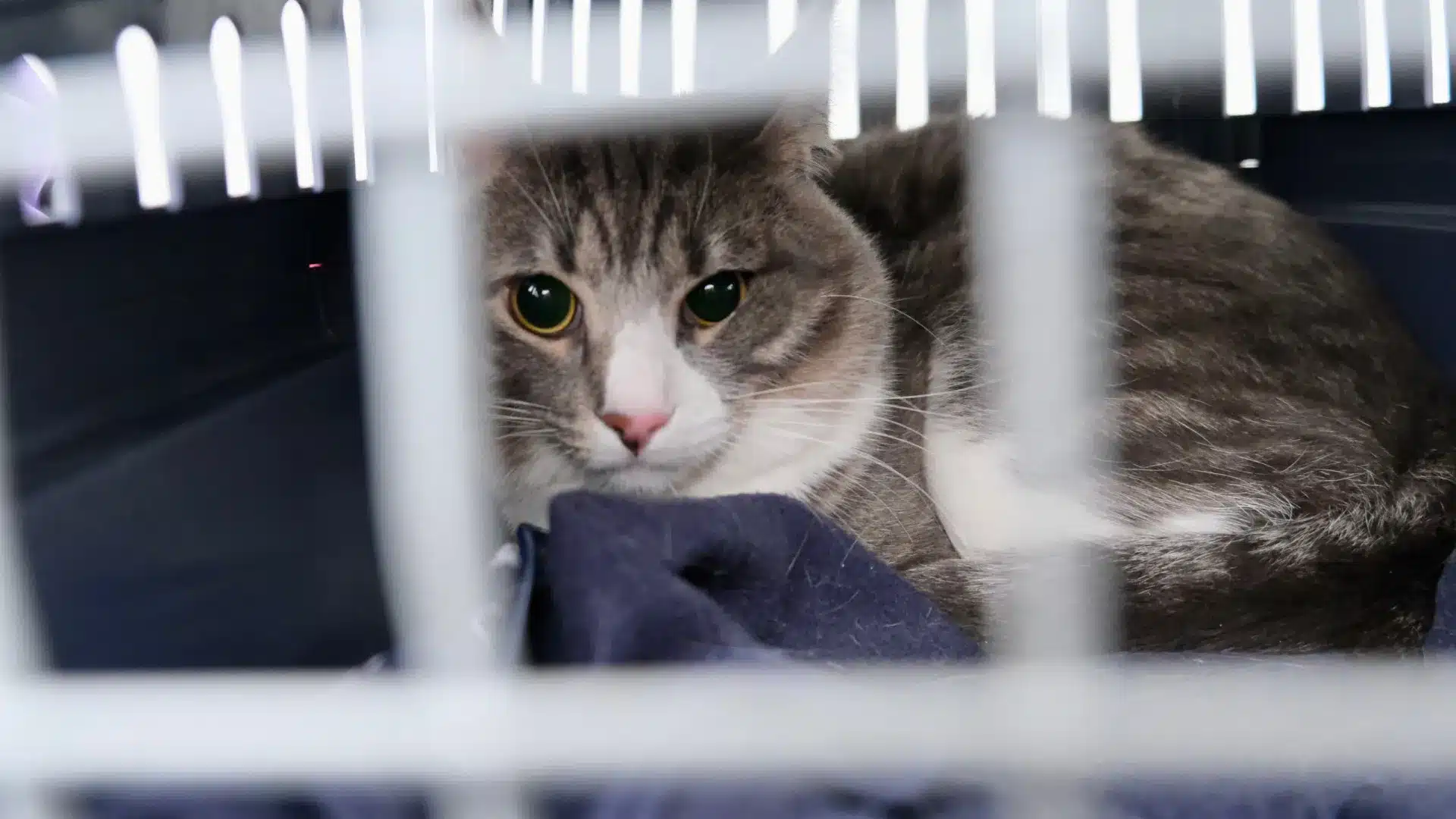 L'OE ne répond pas à la nécessité d'éradiquer l'abandon de chiens et de chats.