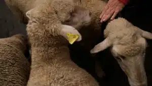 Loups tuent 21 brebis et agneaux à Miranda Douro. Neuf animaux blessés.