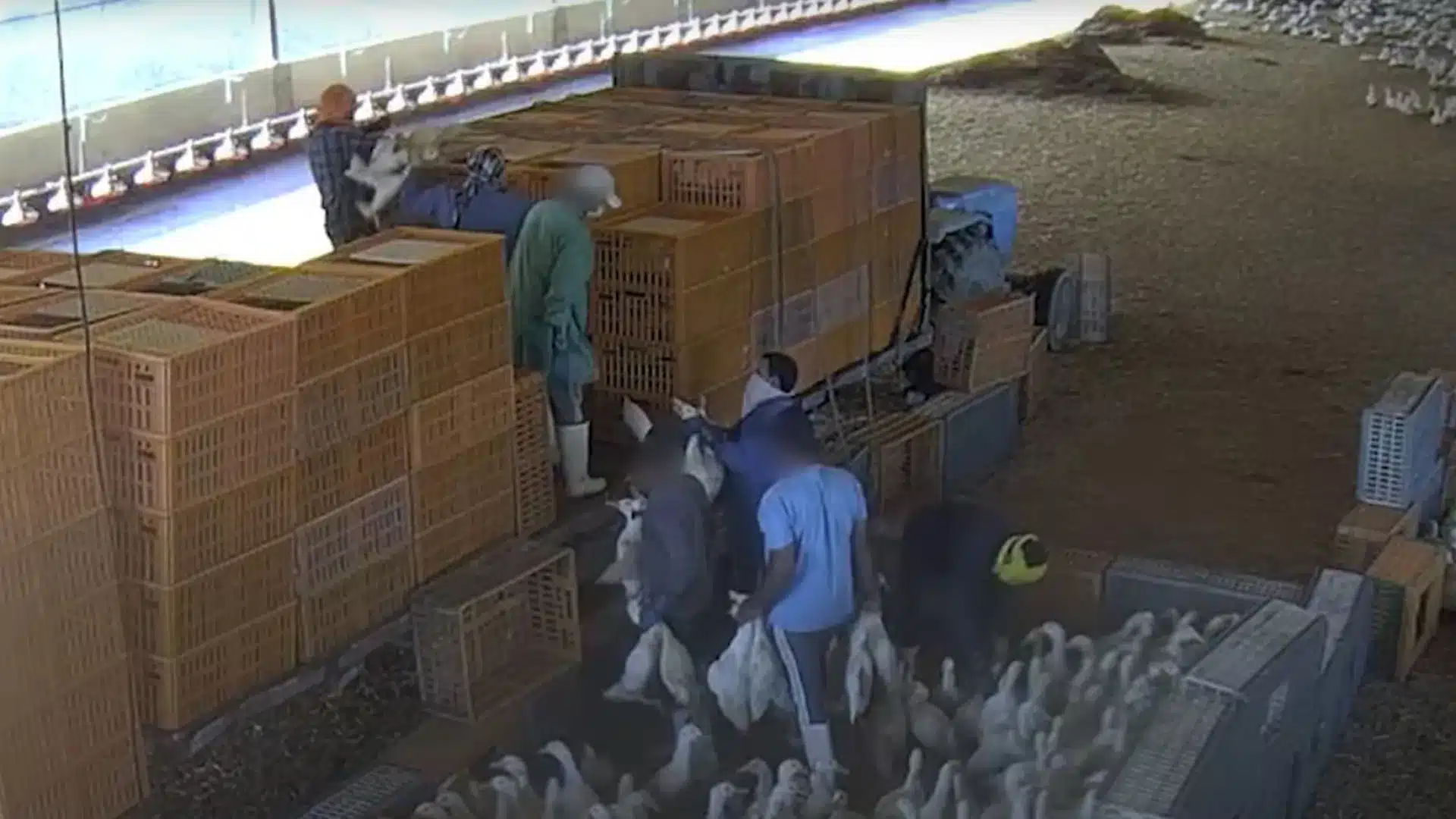 Mauvais traitements des canards ? La certification ne "couvre que l'abattage", déclare l'Institut Halal.