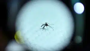 Moustique transmetteur de la dengue, du zika et du chikungunya détecté à Condeixa-a-Nova.
