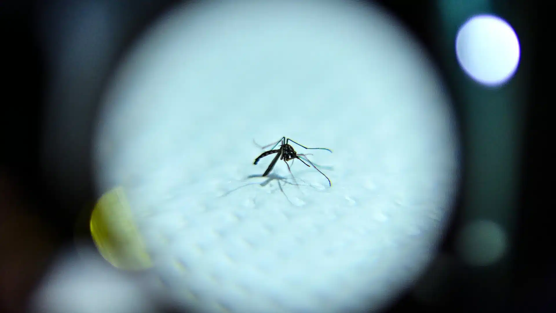 Moustique transmetteur de la dengue, du zika et du chikungunya détecté à Condeixa-a-Nova.