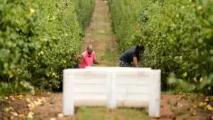 Pera Rocha de l'Ouest avec 116 000 tonnes récoltées.