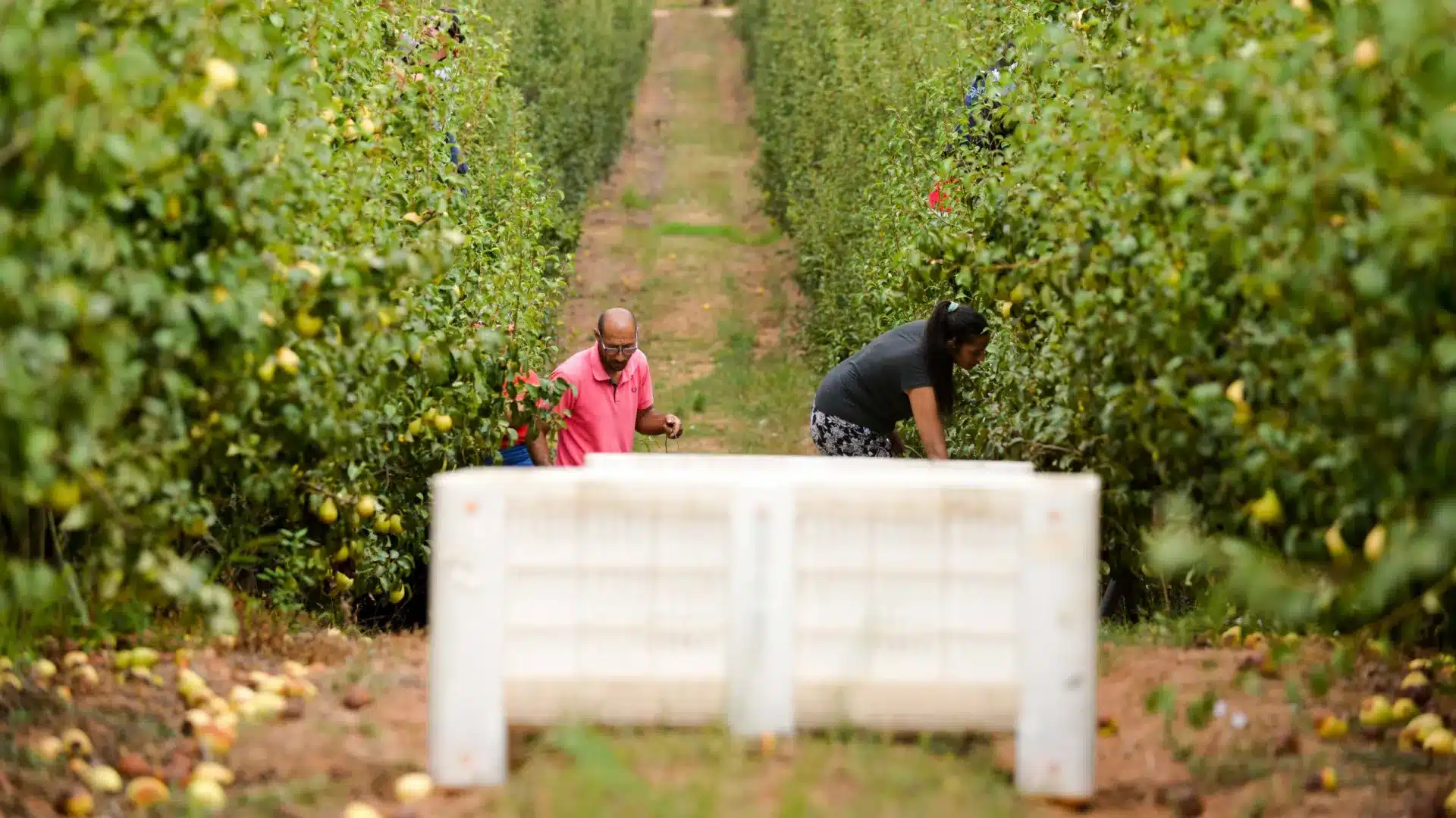 Pera Rocha de l'Ouest avec 116 000 tonnes récoltées.