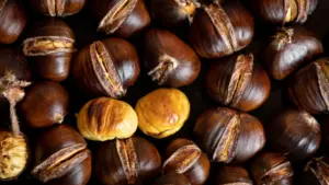 Petite châtaigne mais de qualité. Les producteurs prévoient des pertes.