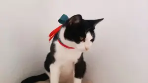 Politécnico de Coimbra a un "compagnon spécial" : Le chat União.