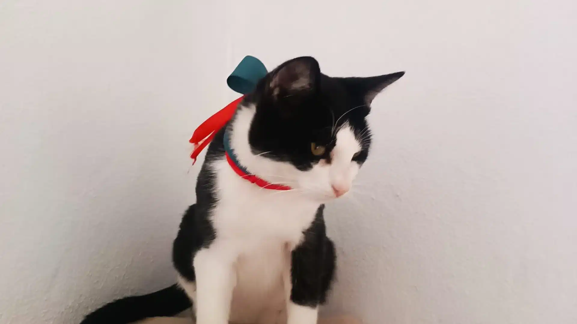 Politécnico de Coimbra a un "compagnon spécial" : Le chat União.