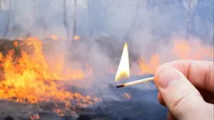 Prison préventive pour une femme soupçonnée d'avoir incendié une forêt à Penacova.
