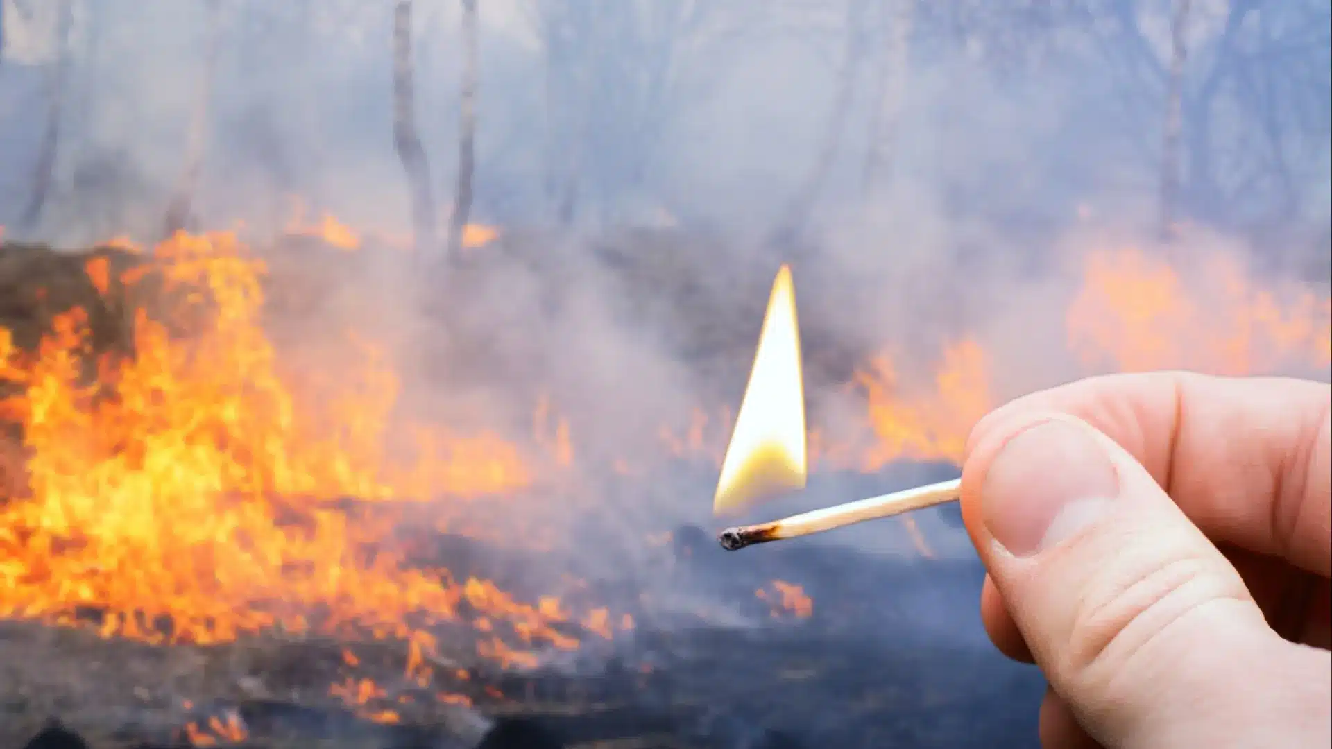 Prison préventive pour une femme soupçonnée d'avoir incendié une forêt à Penacova.