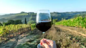 Production de vin en Algarve avec une baisse de 10 %. La faute au temps.