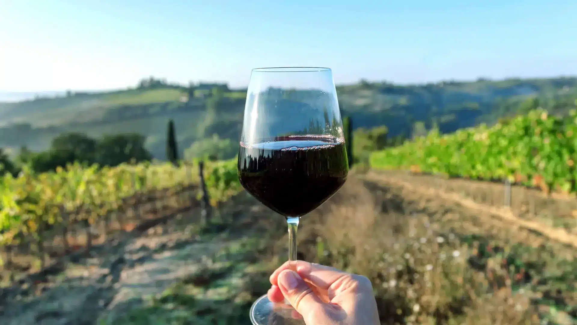 Production de vin en Algarve avec une baisse de 10 %. La faute au temps.