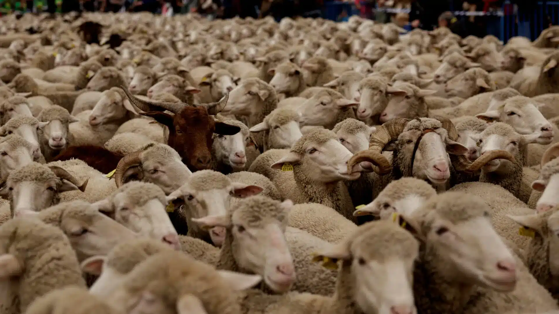 Quatuor arrêté se préparant à voler des moutons à Reguengos.